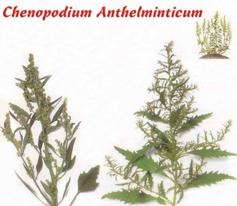 CHENOPODIUM ANTHELMINTICUM